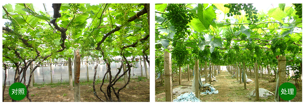 領(lǐng)先生物“海藻+氮磷鉀+腐植酸”讓果樹旺起來 領(lǐng)先生物“海藻+氮磷鉀+腐植酸”讓果樹旺起來